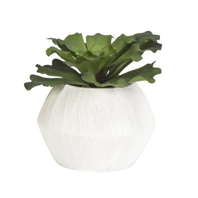 Large Ruffled Echeveria in Large Cove Vase - 191059