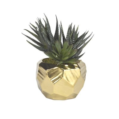 Mini Aloe Plants in Small Gold Flintstone Planter - 191066