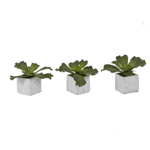 Ruffle Echeveria in Marbled Ceramic Cube - Set of 3 - 201016