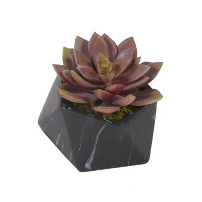 Rose Echeveria in Black Marbled Ceramic Planter - 201021