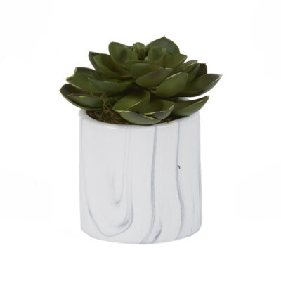 Small Green Echeveria in White Marbled Ceramic Cylinder - 201022