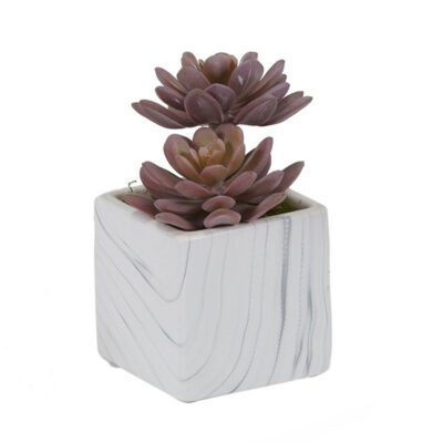 Mini Rose Echeveria in Marble Ceramic Cube - 204032