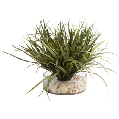 Grass with Seashells in Low Glass Vase - 209029