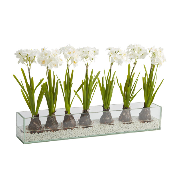 Paper White Bulbs in Medium Aquaria Vase - 209032