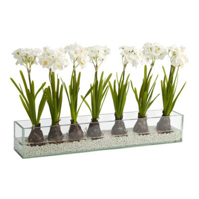 Paper White Bulbs in Medium Aquaria Vase - 209032