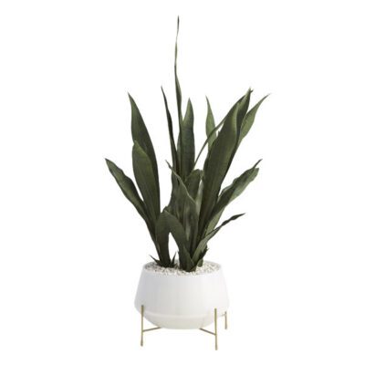 Medium Sansevieria in Parson Planter - 209035