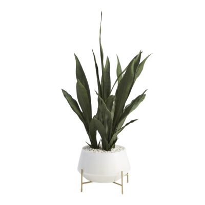 Sansevieria in Parson Planter - 209035