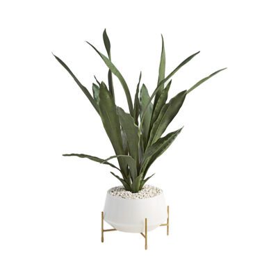 Small Sansevieria in White Glass Bowl with Stand - 209036