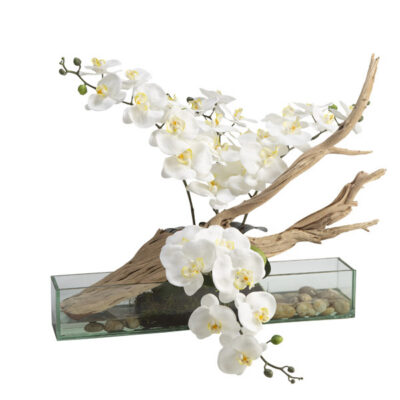 White Phael Orchids with Ghostwood in Aquaria Vase - 209037