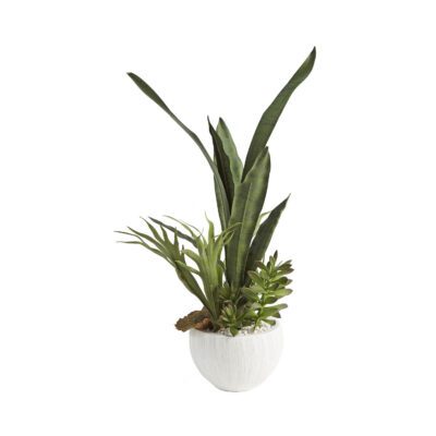 Sansevieria, Jade Plant & Staghorn Fern in Ezra Vase - 209050