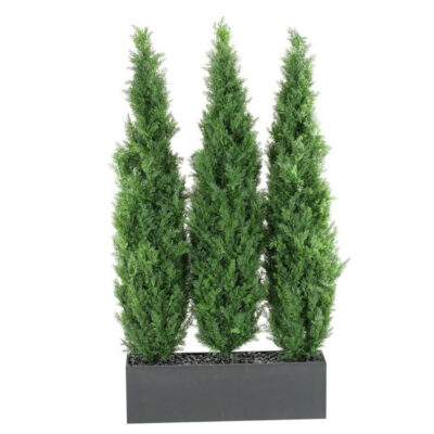 Cedar Tree Screen in Rectangle Planter 6' - 312102