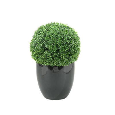 Boxwood Ball in Large Taylor Planter - 312110