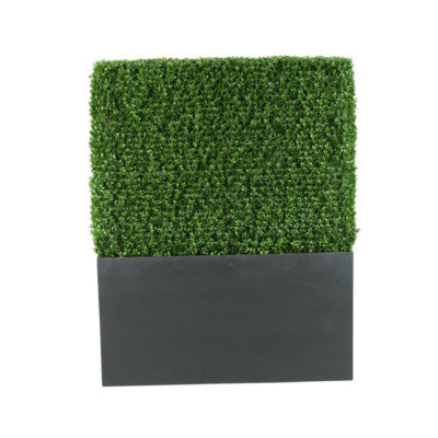 Boxwood Hedge - 312117