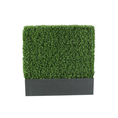 Boxwood Hedge - 312118