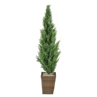 Cedar Tree in Square Basket 7' - 312803