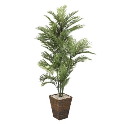6' Robellini Palm in Square Basket - 318101