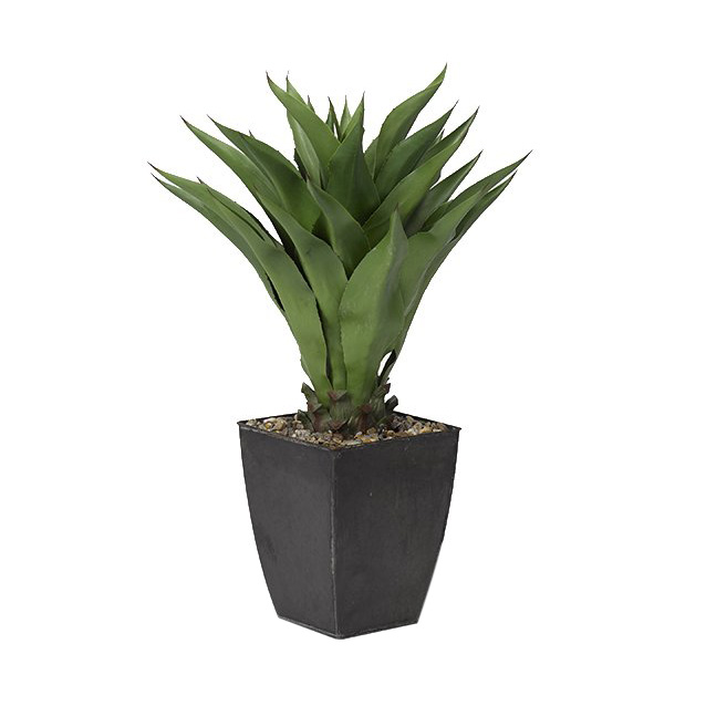 Sisal Plant in Small Black Cardinal Planter - 319102
