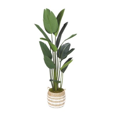 6' Traveler Palm in Round Stripped Basket - 319904