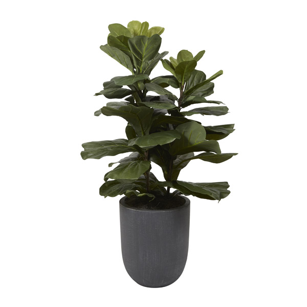 Fiddle Leaf Fig Plant in XS Campbell Planter - 320101