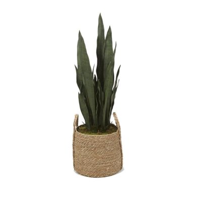 Mother-in-Law's Tongue in Small Wyatt Basket - 320102