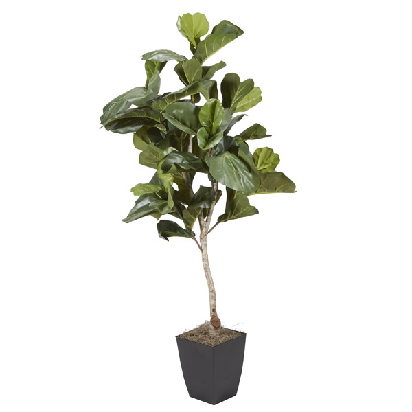 Fiddle Leaf Fig Tree in Small Black Cardinal Planter - 320106