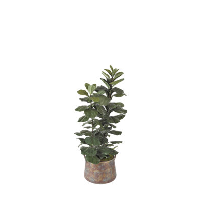 Fiddle Leaf Fig in Lantana Planter - 320901