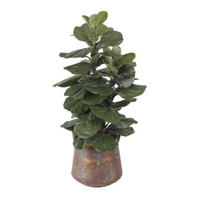 Fiddle Leaf Fig in Lantana Planter - 320902