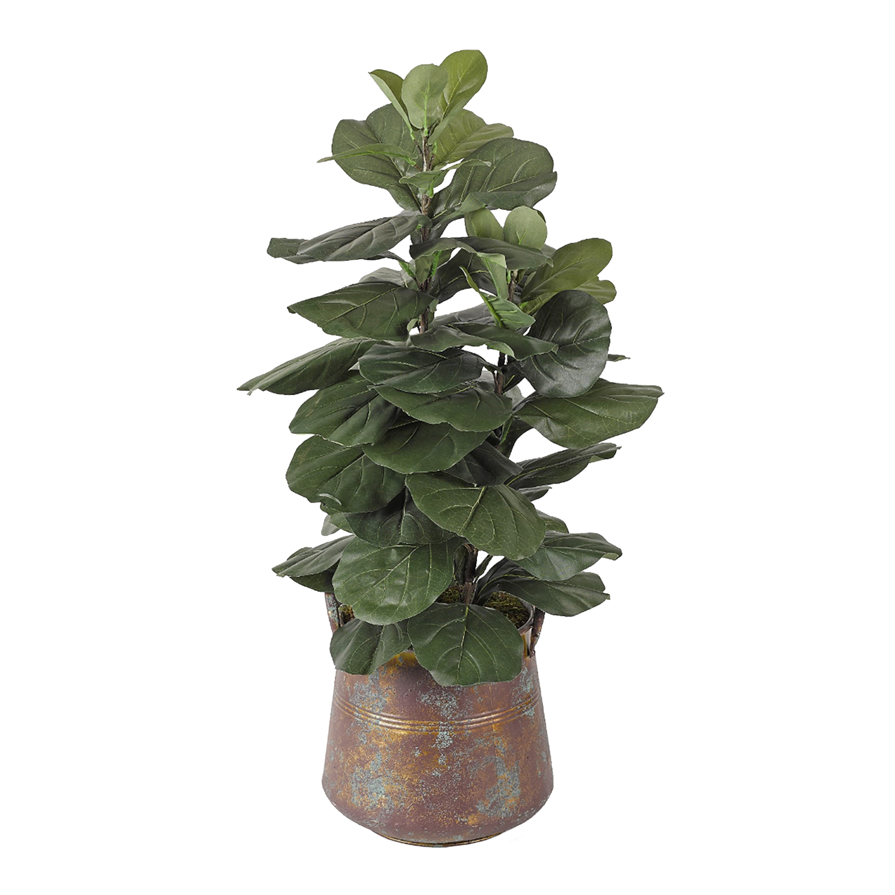 Fiddle Leaf Fig in Lantana Planter - 320902