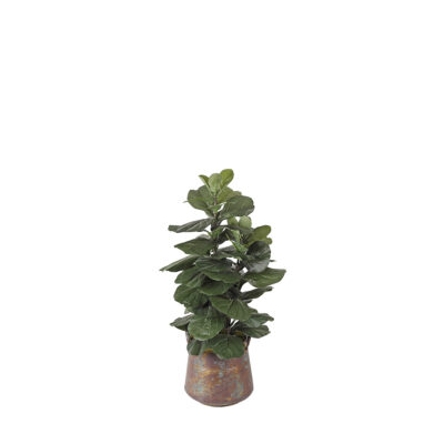 Fiddle Leaf Fig in Lantana Planter - 320902