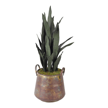 Sansevieria in Lantana Planter - 320904