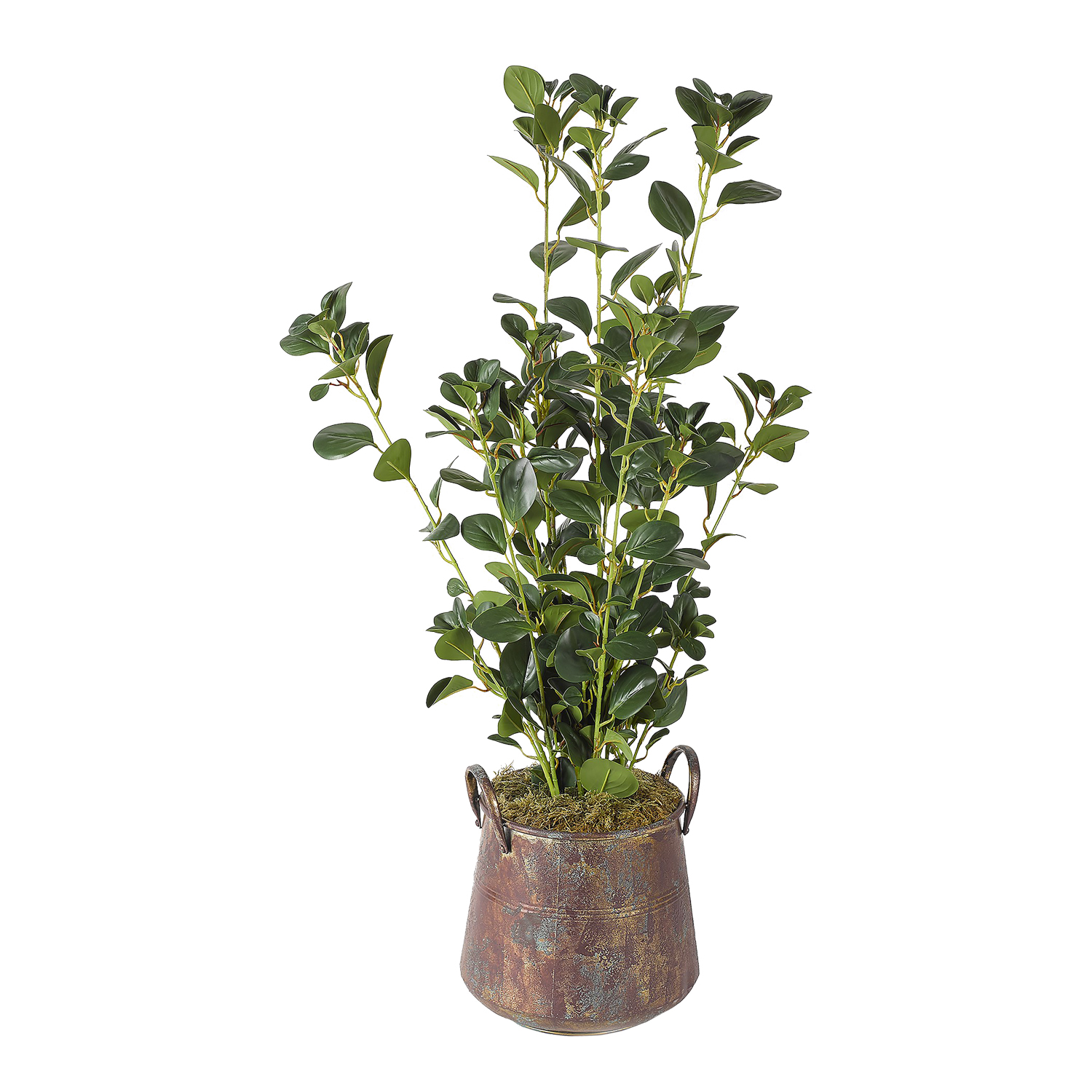 Oriental Ficus Spray in Lantana Planter - 320906