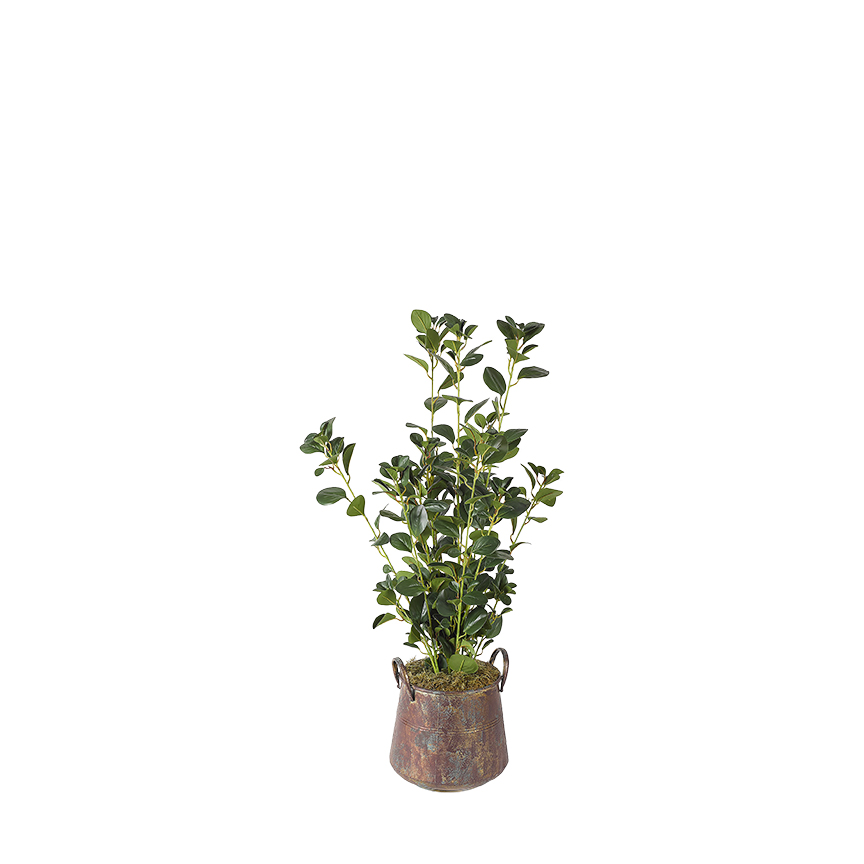 Oriental Ficus Spray in Lantana Planter - 320906