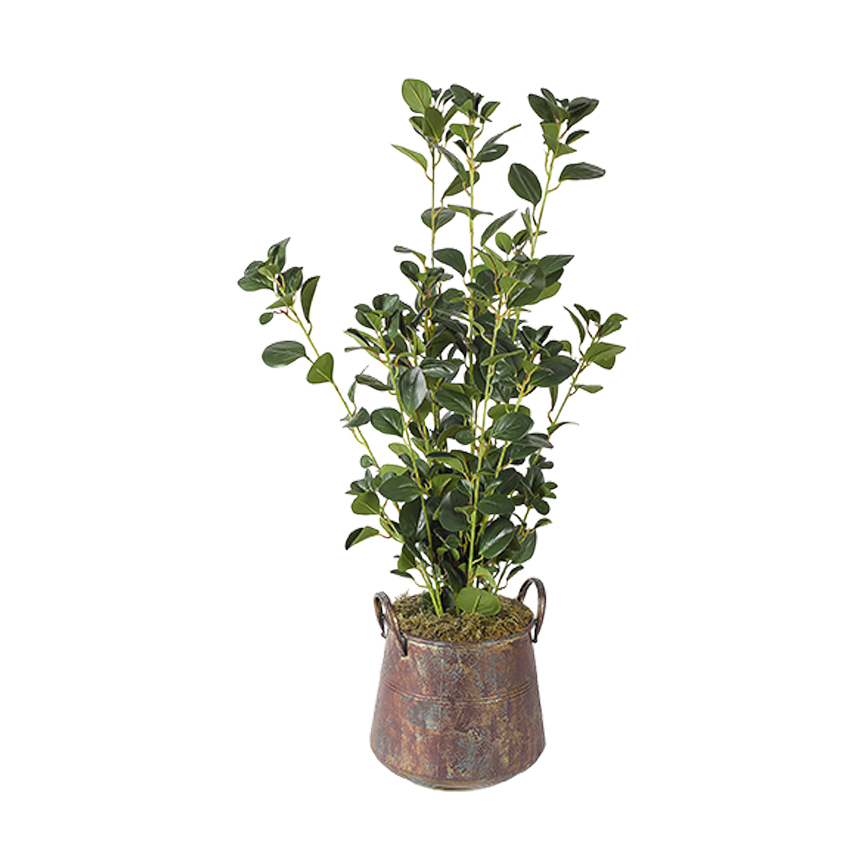 Oriental Ficus Spray in Lantana Planter - 320906 - Image 2