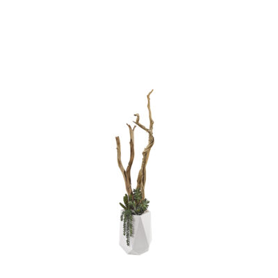 Ghostwood, Assorted Succulents & Greenery in Raye Planter 5' - 320908