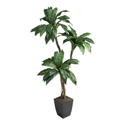 Birdnest Palm in Cardinal Planter 6' - 320920