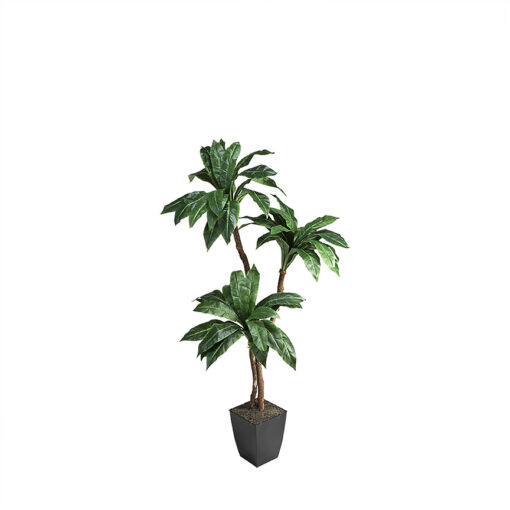 Birdnest Palm in Cardinal Planter 6' - 320920