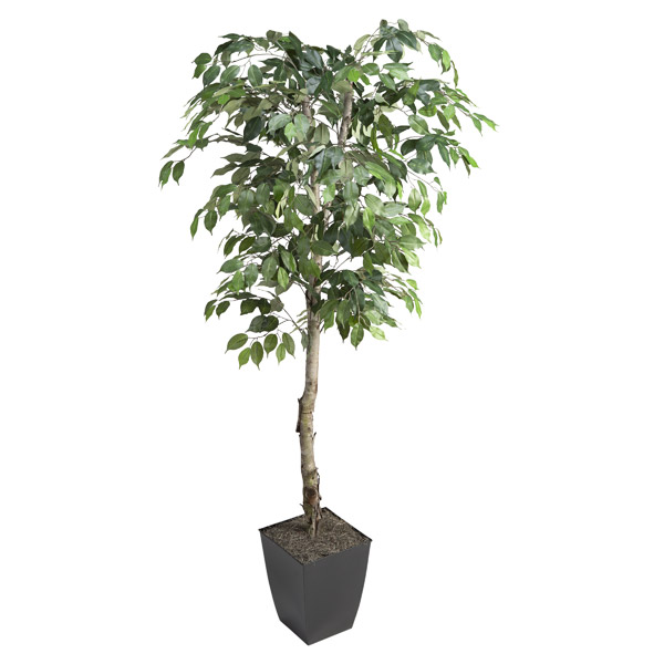 6' Ficus Tree in Small Black Cardinal Planter - 320921