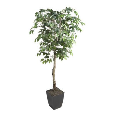 Ficus Tree in Cardinal Planter 6' - 320921