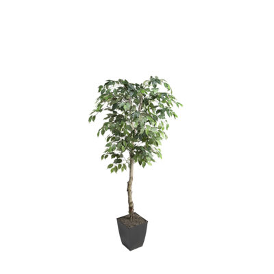 Ficus Tree in Cardinal Planter 6' - 320921