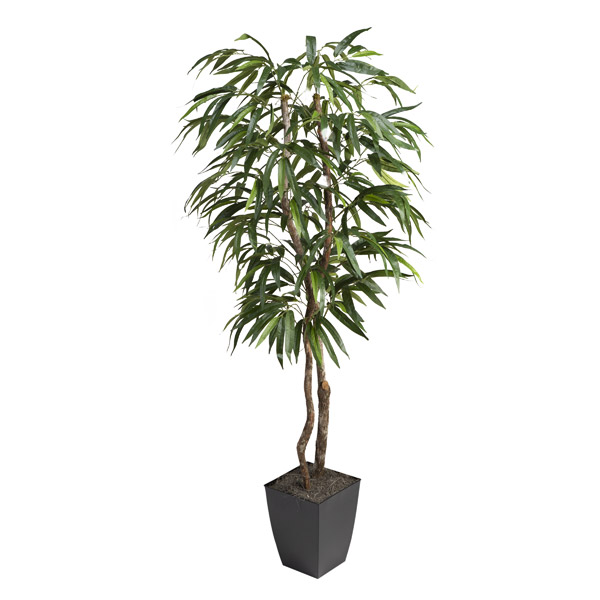 6' Weeping Ficus Tree in Small Black Cardinal Planter - 320922