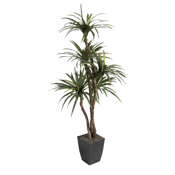 6' Dracaena Tree in Small Black Cardinal Planter - 320923
