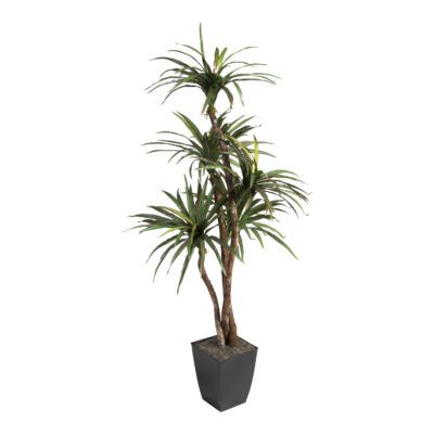 Dracaena Tree in Cardinal Planter 6' - 320923