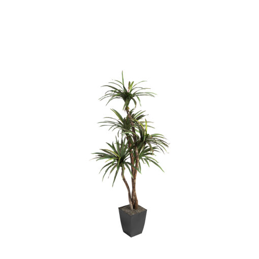 Dracaena Tree in Cardinal Planter 6' - 320923