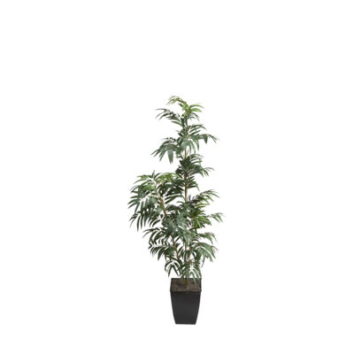Phoenix Palm in Cardinal Planter 6' - 320924
