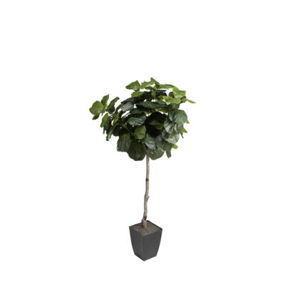 Fiddle Leaf Fig in Cardinal Planter 6' - 320925