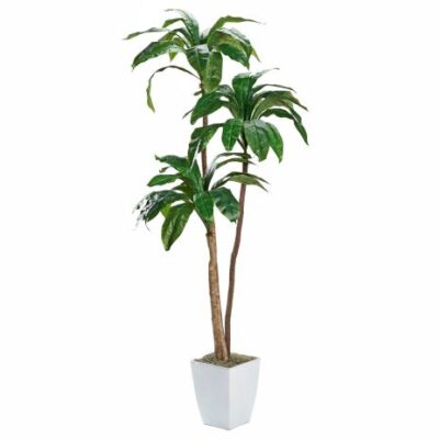 6' Birdnest Palm in Small White Cardinal Planter - 320926