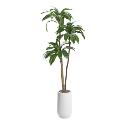 Birdnest Palm in Cardinal Planter 6' - 320926
