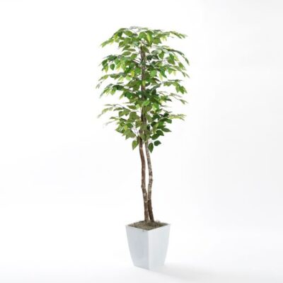 6' Green Ficus Tree in Small White Cardinal Planter - 320927