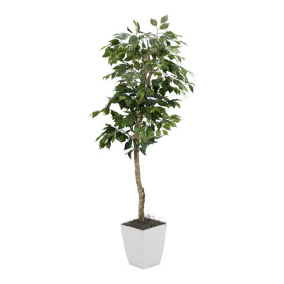 Green Ficus Tree in Cardinal Planter 6' - 320927