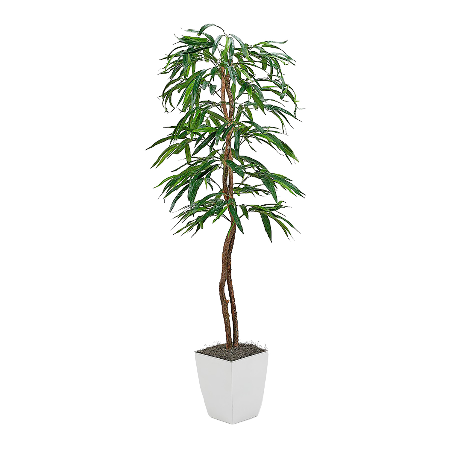 Weeping Ficus Tree in Cardinal Planter 6' - 320928